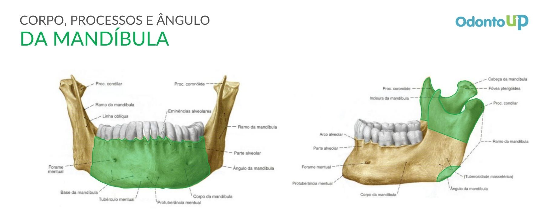 Distribuição dos tipos ósseos encontrados na maxila e na mandíbula
