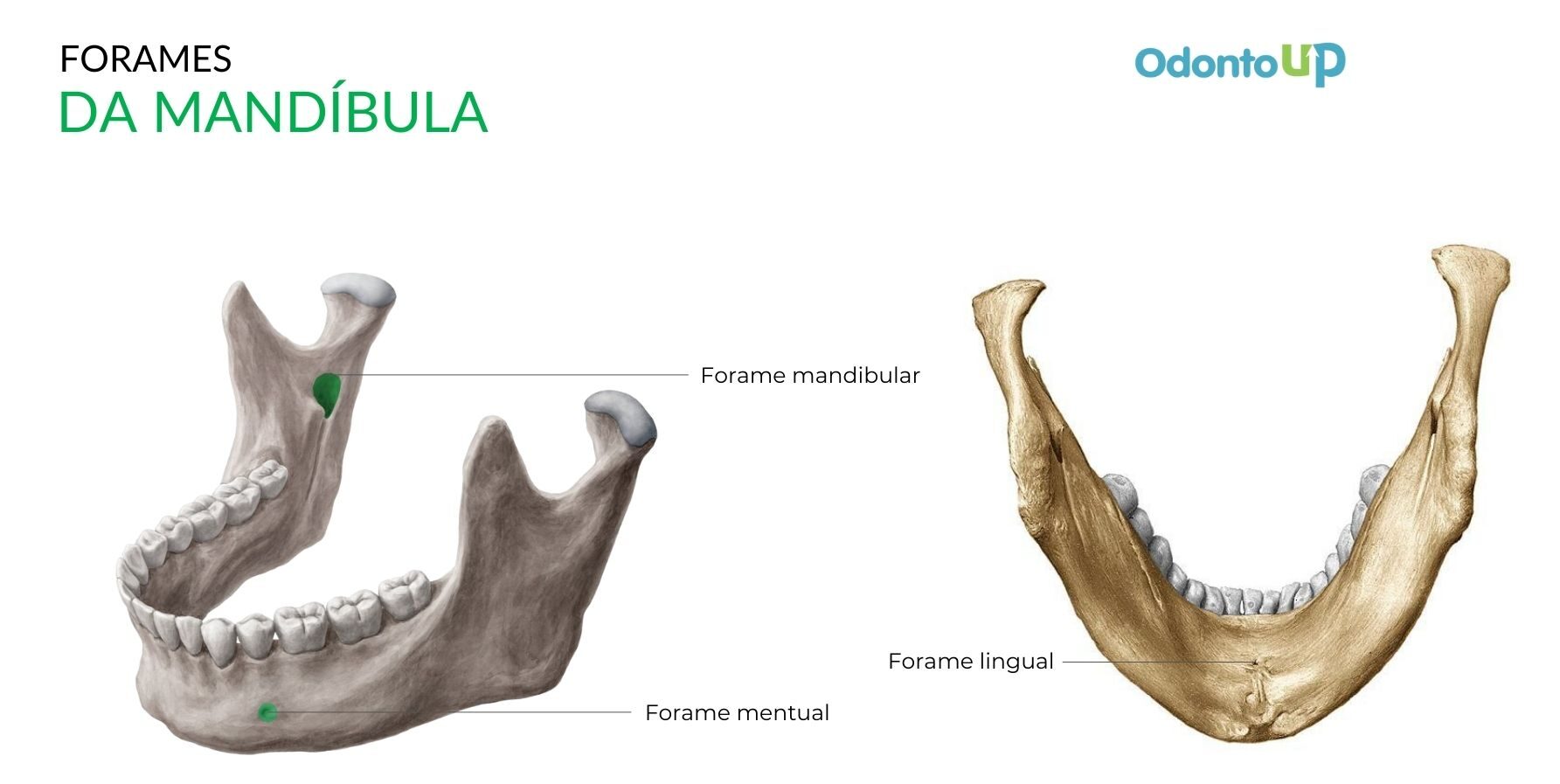 Anatomia da Mandíbula 